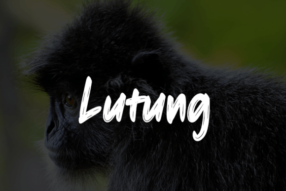 Lutung: A Thoughtful Script Font for Editorial Warmth